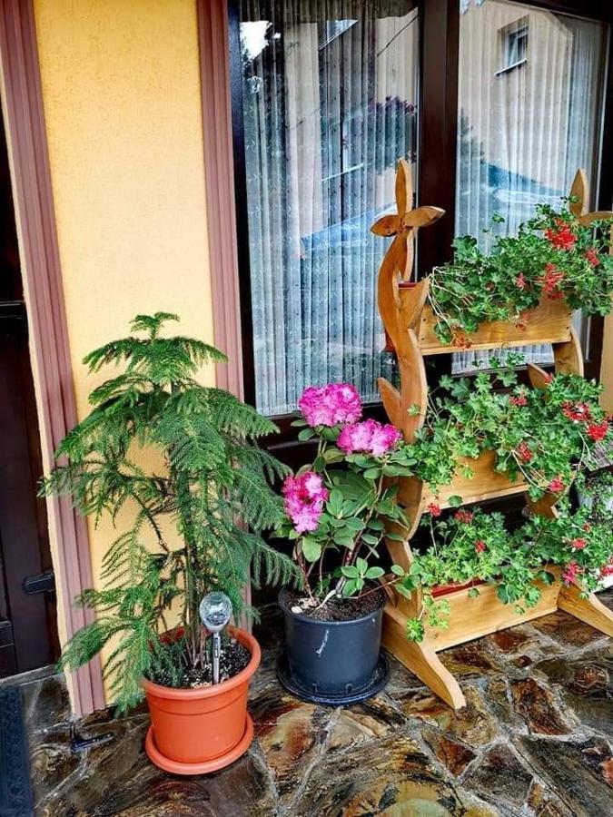 Pensiunea Gianina Arieşeni Exterior foto